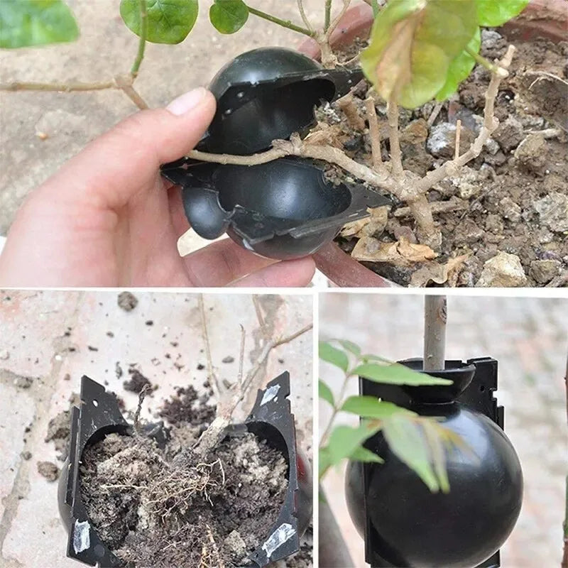Plant Propagation Ball Kit